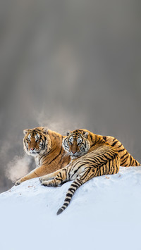 Pair of Siberian tigers on snowy hill against winter