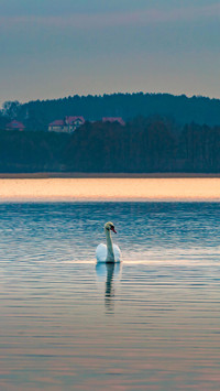 Lake landscape with swimming swans at colorful sunset