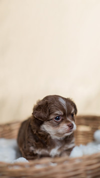 Chihuahua puppy Brown