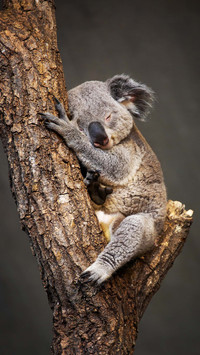 Little Koala Bear is Sleeping