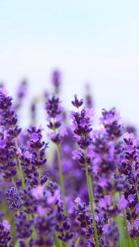 Purple plants in the field