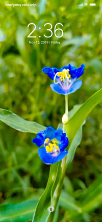 Dayflower_DWM3