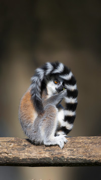 The ringtailed lemur comes with black sunglasses