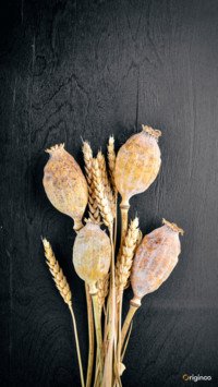 plant (7)