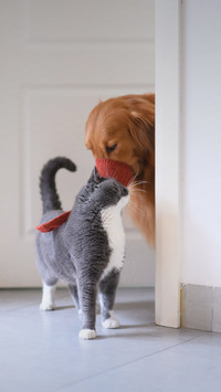 A cat and a dog are good friends 93