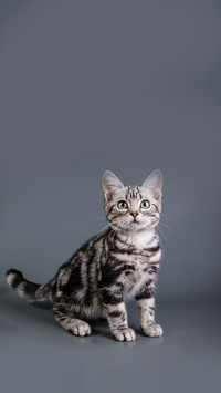 春季养猫有禁忌