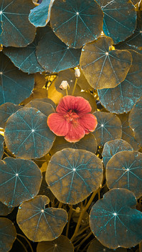 Those leaves