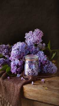 Do you know the words of lilacs