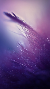 Purple Abstract