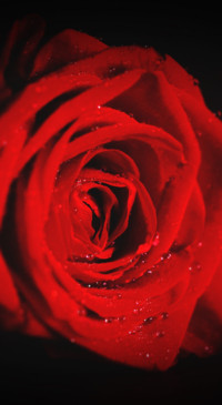 Red Roses (27)