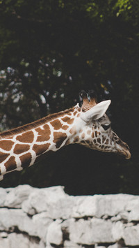 international_giraffe
