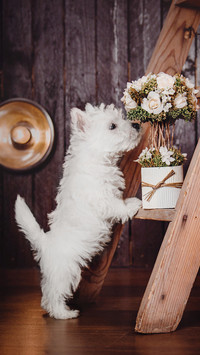 Cute pet-01