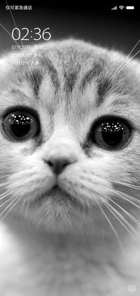猫咪喵咪