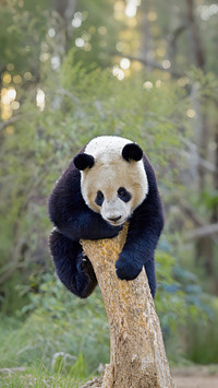 The bitter meat strategy of bamboo