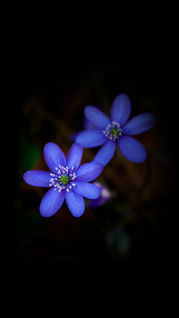 孤芳自赏