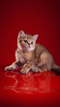 Bright Eyes, Alert Ears: A Kitten's Charm