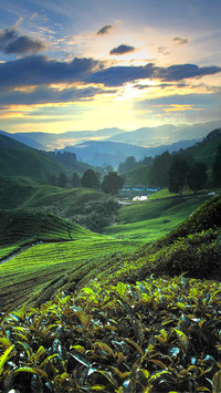 Indonesian landscape