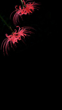 彼岸花
