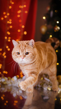 luck cat-PAIXIN