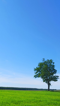 青草绿树-拍信图库