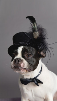 Dogs also have environmental awareness 7