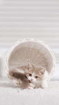 Small Kitten in a White Basket