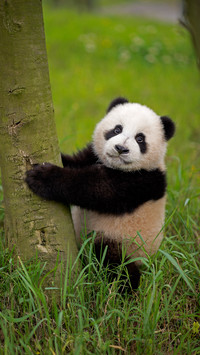 Why are pandas black and white 10
