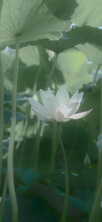 端阳绿意