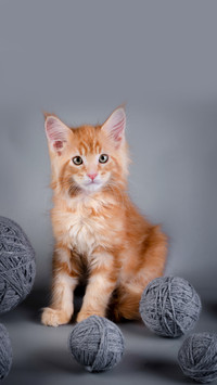 Lovely animals-01