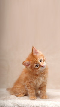 Funny red maine coon kitten sitting with blanket