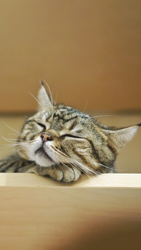 Sleeping cat 20