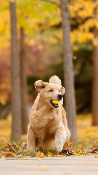 Precautions for dogs walking