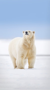 Polar bears are not white
