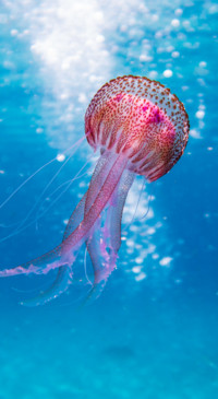 Underwater (3)