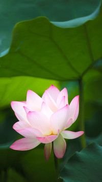 Blooming Flowers