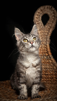 Cat IQ is high or low 70