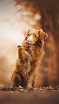 A dogs show of love to its owner 19
