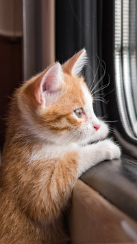 The Cat QI on the Trans-Siberian Railway