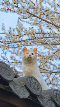 猫咪闲趣