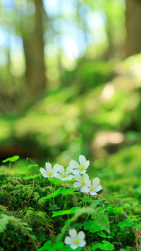 international_plant (1)