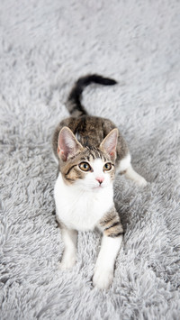 A White Kitten Relaxing on Gray Fluffy Blanket