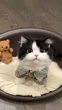 奶牛猫为何被称为神经猫