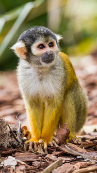 Species extinction rate far exceeds birth 86