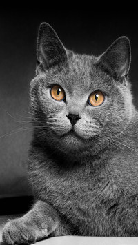 渐银黑猫-顶晟科技
