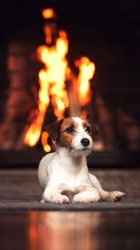 Jack Russell Terrier dog lies by the fireplace