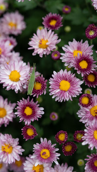 Little daisies bloom in spring's warm sun