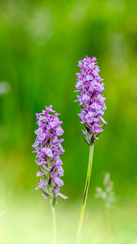 Tall stem orchid
