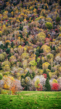 Great Khingan Mountains Forest 3