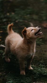 Puppy Love (10)