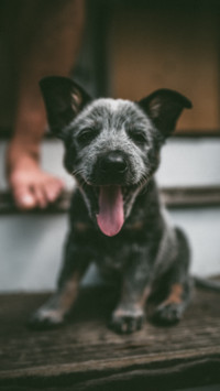 Puppy Love (13)